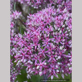 Sedum 'Mr. Goodbud', Stonecrop