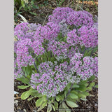 Sedum 'Mr. Goodbud', Stonecrop