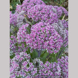 Sedum 'Mr. Goodbud', Stonecrop