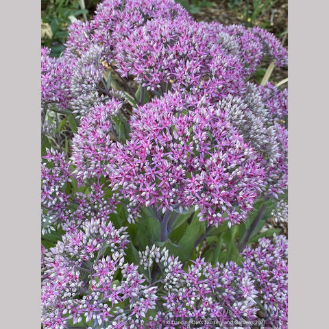 Sedum 'Mr. Goodbud', Stonecrop