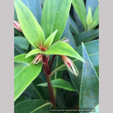 Perennials ~ Seemannia (syn. Gloxinia) sylvatica 'Bolivian Sunset', Hardy Gloxinia ~ Dancing Oaks Nursery and Gardens ~ Retail Nursery ~ Mail Order Nursery