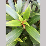 Perennials ~ Seemannia (syn. Gloxinia) sylvatica 'Bolivian Sunset', Hardy Gloxinia ~ Dancing Oaks Nursery and Gardens ~ Retail Nursery ~ Mail Order Nursery