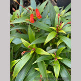 Perennials ~ Seemannia (syn. Gloxinia) sylvatica 'Bolivian Sunset', Hardy Gloxinia ~ Dancing Oaks Nursery and Gardens ~ Retail Nursery ~ Mail Order Nursery