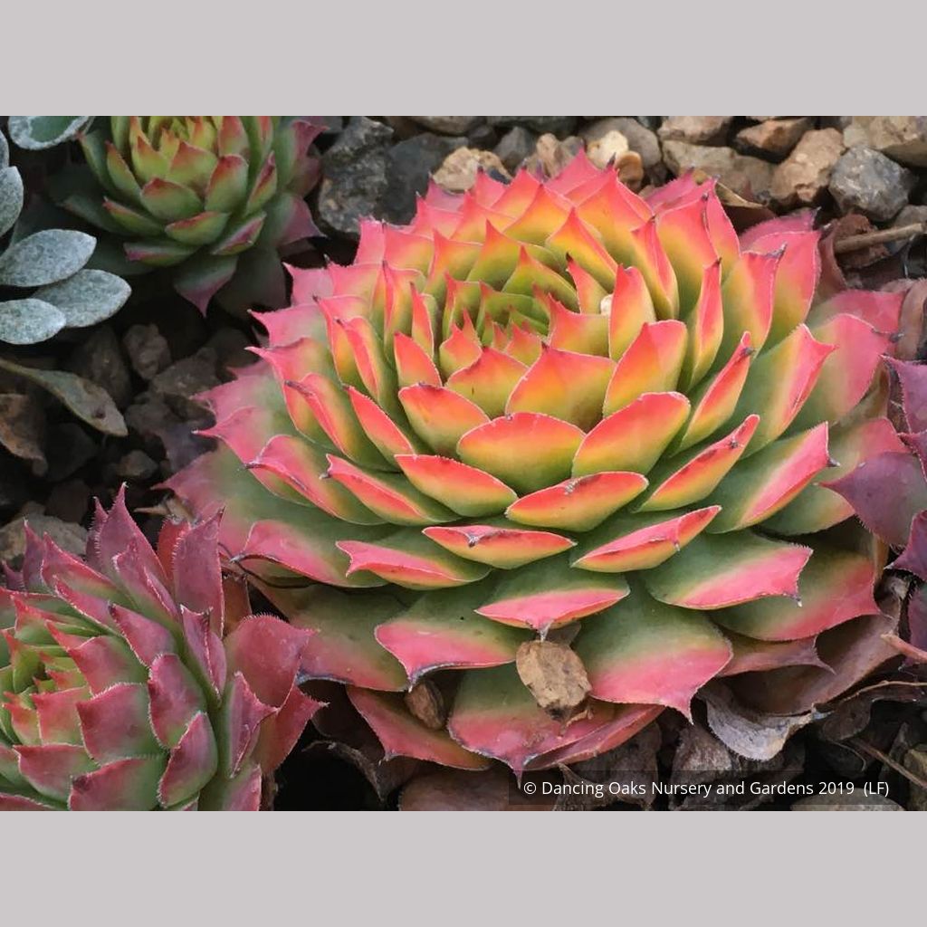 gold nugget succulent Sempervivum 'Chick Charms® Gold Nugget' PP#28,284 Hen & Chicks – Dancing  Oaks Nursery and Gardens