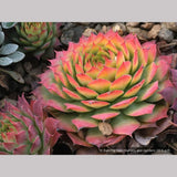 Perennials ~ Sempervivum 'Gold Nugget', Hen & Chicks ~ Dancing Oaks Nursery and Gardens ~ Retail Nursery ~ Mail Order Nursery