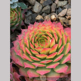 Perennials ~ Sempervivum 'Gold Nugget', Hen & Chicks ~ Dancing Oaks Nursery and Gardens ~ Retail Nursery ~ Mail Order Nursery
