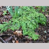 Shrubs ~ Sequoia sempervirens 'Kelly's Prostrate', Dwarf Coast Redwood ~ Dancing Oaks Nursery and Gardens ~ Retail Nursery ~ Mail Order Nursery