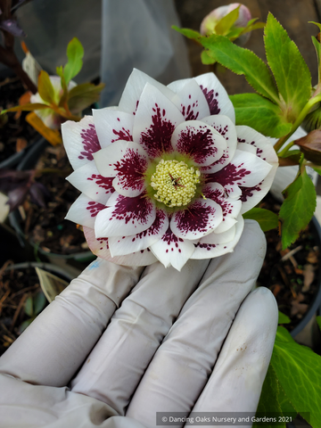 Perennials ~ Helleborus 'Shotgun Wedding' Wedding Party™ Series, Lenten Rose, Hellebore ~ Dancing Oaks Nursery and Gardens ~ Retail Nursery ~ Mail Order Nursery