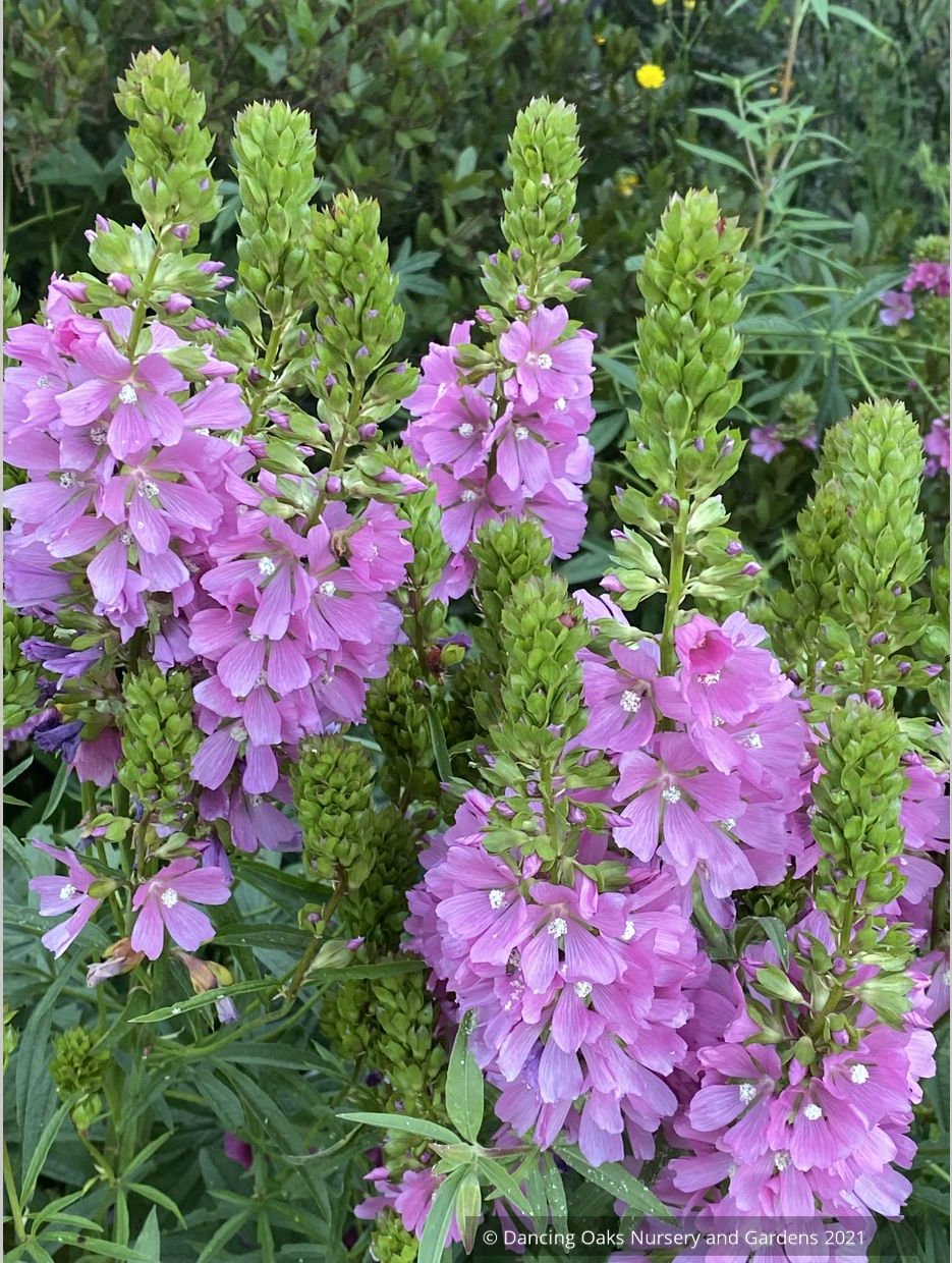 Perennials ~ Sidalcea cusickii, Cusick's CheckerMallow ~ Dancing Oaks Nursery and Gardens ~ Retail Nursery ~ Mail Order Nursery