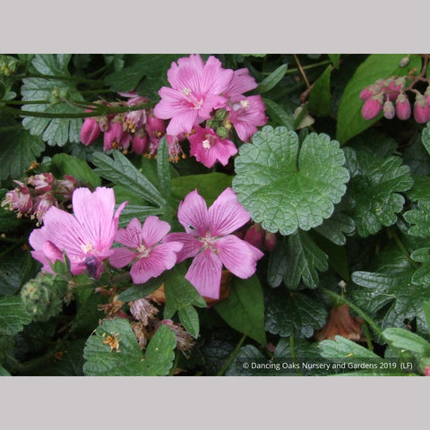 Perennials ~ Sidalcea malviflora 'Palustre', False Mallow ~ Dancing Oaks Nursery and Gardens ~ Retail Nursery ~ Mail Order Nursery