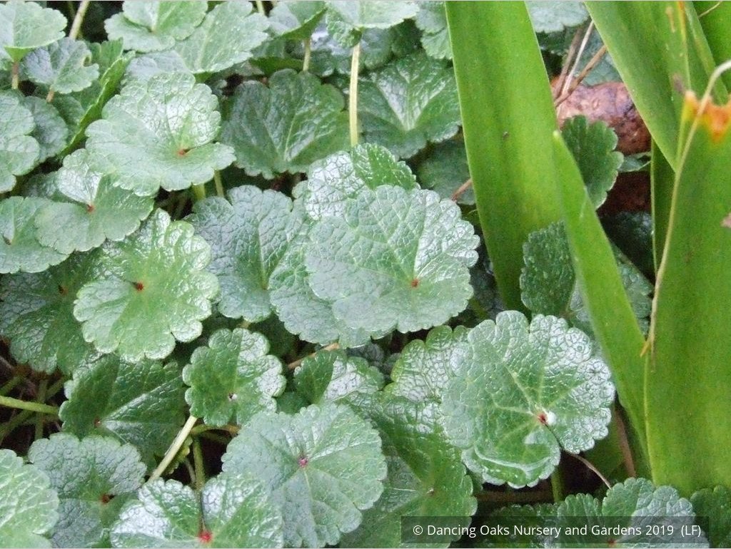 Perennials ~ Sidalcea malviflora 'Palustre', False Mallow ~ Dancing Oaks Nursery and Gardens ~ Retail Nursery ~ Mail Order Nursery