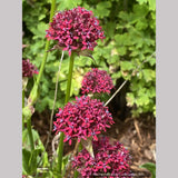 Silene asterias, Catchfly/Campion/Cherry Drumsticks