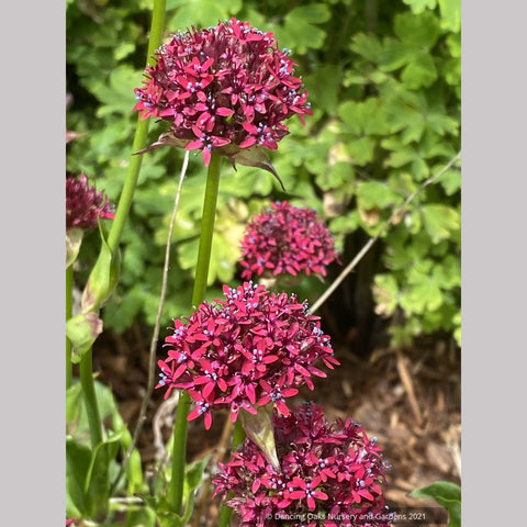 Silene asterias, Catchfly/Campion/Cherry Drumsticks