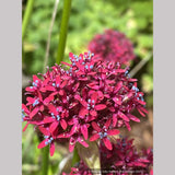 Silene asterias, Catchfly/Campion/Cherry Drumsticks