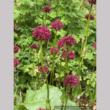 Silene asterias, Catchfly/Campion/Cherry Drumsticks