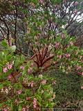 Shrubs ~ Arctostaphylos patula 'Siskiyou Pink', Manzanita ~ Dancing Oaks Nursery and Gardens ~ Retail Nursery ~ Mail Order Nursery