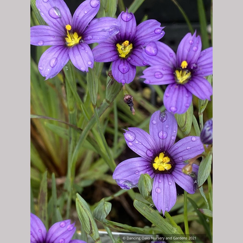 Sisyrinchium 'E.K. Balls', Blue-Eyed Grass – Dancing Oaks Nursery