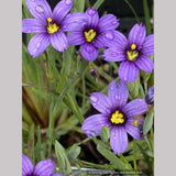 Sisyrinchium 'E.K. Balls', Blue-Eyed Grass