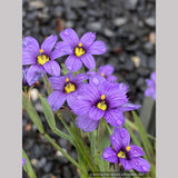 Sisyrinchium 'E.K. Balls', Blue-Eyed Grass