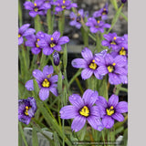 Sisyrinchium 'E.K. Balls', Blue-Eyed Grass