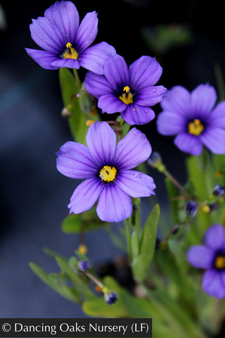 Grasses ~ Sisyrinchium 'Rocky Point', Blue-Eyed Grass ~ Dancing Oaks Nursery and Gardens ~ Retail Nursery ~ Mail Order Nursery