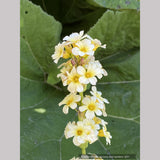 Sisyrinchium striatum, Yellow-Eyed Grass or Satin Flower