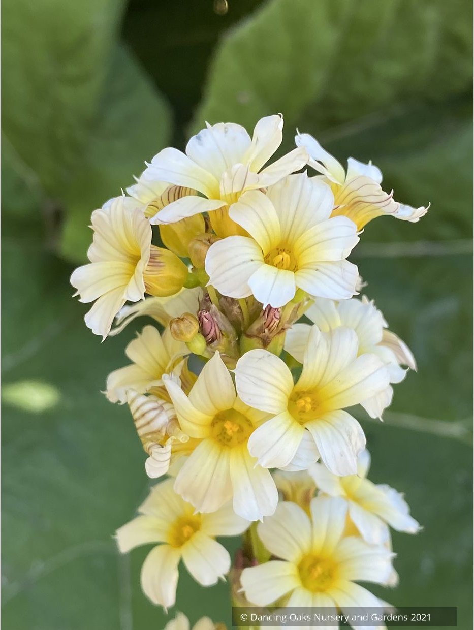 Sisyrinchium striatum, Yellow-Eyed Grass or Satin Flower