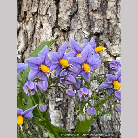 Vines ~ Solanum crispum 'Glasnevin', Chilean Potato Vine ~ Dancing Oaks Nursery and Gardens ~ Retail Nursery ~ Mail Order Nursery