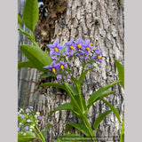 Vines ~ Solanum crispum 'Glasnevin', Chilean Potato Vine ~ Dancing Oaks Nursery and Gardens ~ Retail Nursery ~ Mail Order Nursery