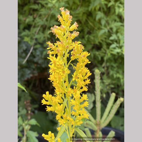 Solidago speciosa, Showy Goldenrod