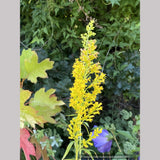 Solidago speciosa, Showy Goldenrod