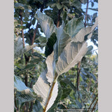 Sorbus aria 'Lutescens', Silver Whitebeam