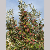 Sorbus aria 'Lutescens', Silver Whitebeam