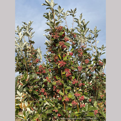 Sorbus aria 'Lutescens', Silver Whitebeam