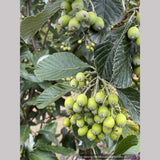 Sorbus aria 'Lutescens', Silver Whitebeam