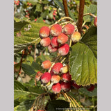 Sorbus aria 'Lutescens', Silver Whitebeam