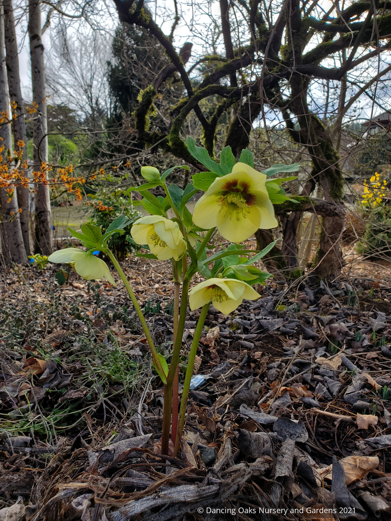 Helleborus 'Spanish Flare' HONEYMOON® series, Lenten Rose, Hellebore –  Dancing Oaks Nursery and Gardens