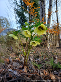 Perennials ~ Helleborus 'Spanish Flare' HONEYMOON® series, Lenten Rose, Hellebore ~ Dancing Oaks Nursery and Gardens ~ Retail Nursery ~ Mail Order Nursery