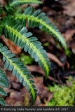 Ferns ~ Arachniodes simplicior 'Variegata', Indian Holly Fern ~ Dancing Oaks Nursery and Gardens ~ Retail Nursery ~ Mail Order Nursery