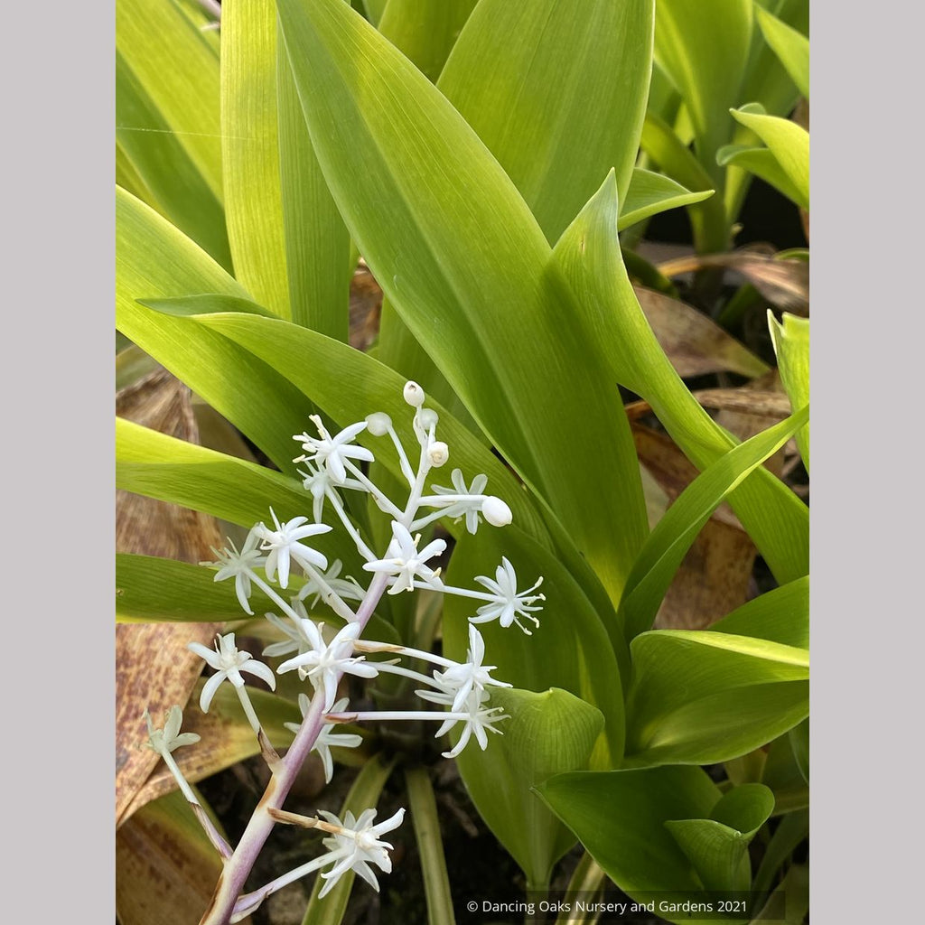 flower looks like lily of the valley Speirantha convallarioides, False Lily-of-the-Valley – Dancing Oaks Nursery and Gardens