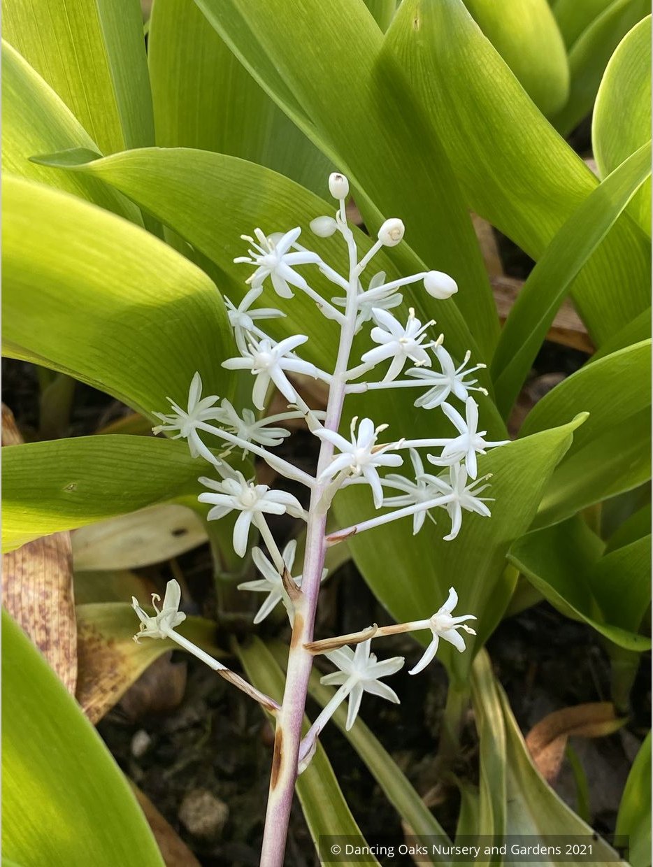 Speirantha convallarioides, False Lily-of-the-Valley