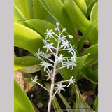 Speirantha convallarioides, False Lily-of-the-Valley