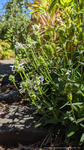 Stachys discolor (syn nivea), Lamb's Ear, White Betony