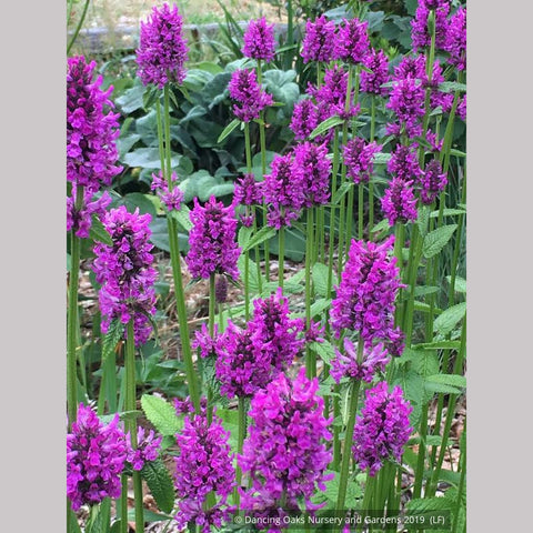 Perennials ~ Stachys officinalis 'Hummelo' (syn. S. monieri 'Hummelo), Betony ~ Dancing Oaks Nursery and Gardens ~ Retail Nursery ~ Mail Order Nursery