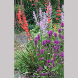 Perennials ~ Stachys officinalis 'Hummelo' (syn. S. monieri 'Hummelo), Betony ~ Dancing Oaks Nursery and Gardens ~ Retail Nursery ~ Mail Order Nursery