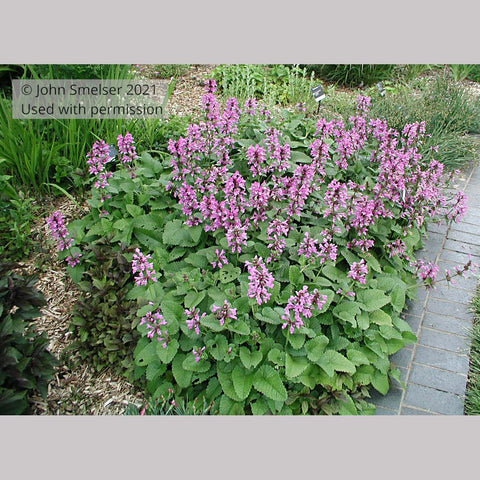 Perennials ~ Stachys macrantha, Big Betony ~ Dancing Oaks Nursery and Gardens ~ Retail Nursery ~ Mail Order Nursery