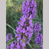 Perennials ~ Stachys officinalis 'Hummelo' (syn. S. monieri 'Hummelo), Betony ~ Dancing Oaks Nursery and Gardens ~ Retail Nursery ~ Mail Order Nursery