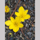 Sternbergia lutea, Winter Daffodil