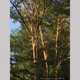 Stewartia monadelpha, Orangebark Stewartia or Tall Stewartia
