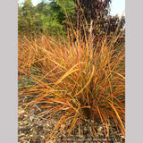 Grasses ~ Anemanthele lessoniana (syn. Stipa lessoniana), Pheasant Grass ~ Dancing Oaks Nursery and Gardens ~ Retail Nursery ~ Mail Order Nursery